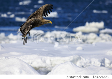 The drift ice messenger, the white-tailed eagle, photographed in Rausu Town, Menashi District, Hokkaido The drift ice messenger, the white-tailed eagle, photographed in Rausu Town, Menashi District, Hokkaido 123726839