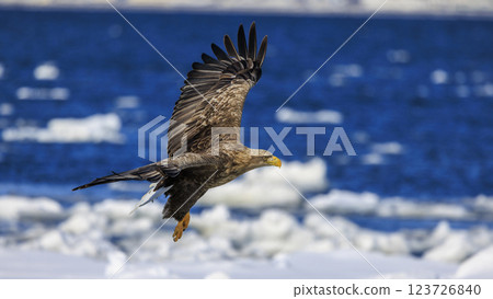 The drift ice messenger, the white-tailed eagle, photographed in Rausu Town, Menashi District, Hokkaido 123726840