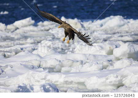 流冰使者白尾海雕，攝於北海道目梨郡羅臼町 123726843