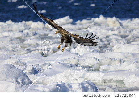 流冰使者白尾海雕，攝於北海道目梨郡羅臼町 123726844