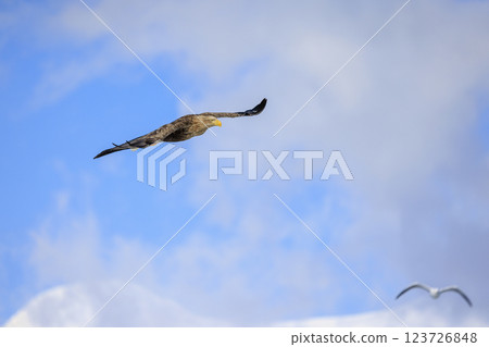 The drift ice messenger, the white-tailed eagle, photographed in Rausu Town, Menashi District, Hokkaido 123726848