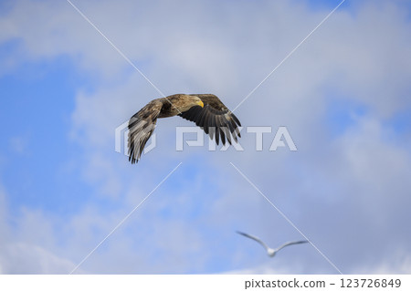 The drift ice messenger, the white-tailed eagle, photographed in Rausu Town, Menashi District, Hokkaido 123726849