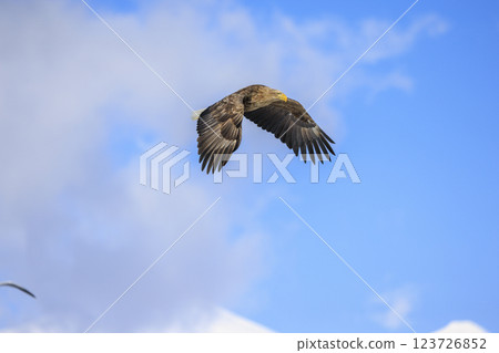 The drift ice messenger, the white-tailed eagle, photographed in Rausu Town, Menashi District, Hokkaido The drift ice messenger, the white-tailed eagle, photographed in Rausu Town, Menashi District, Hokkaido 123726852