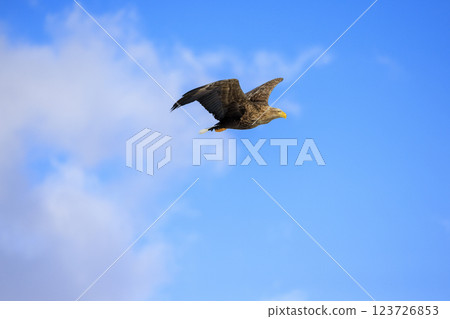 The drift ice messenger, the white-tailed eagle, photographed in Rausu Town, Menashi District, Hokkaido The drift ice messenger, the white-tailed eagle, photographed in Rausu Town, Menashi District, Hokkaido 123726853