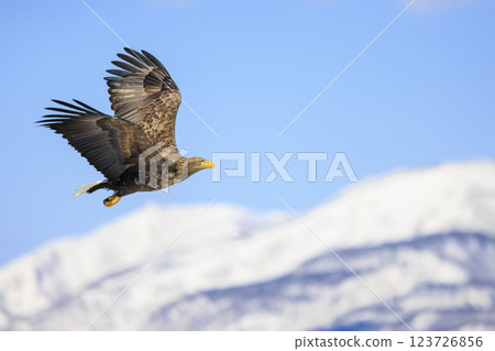 The drift ice messenger, the white-tailed eagle, photographed in Rausu Town, Menashi District, Hokkaido The drift ice messenger, the white-tailed eagle, photographed in Rausu Town, Menashi District, Hokkaido 123726856