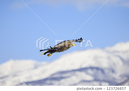 The drift ice messenger, the white-tailed eagle, photographed in Rausu Town, Menashi District, Hokkaido The drift ice messenger, the white-tailed eagle, photographed in Rausu Town, Menashi District, Hokkaido 123726857