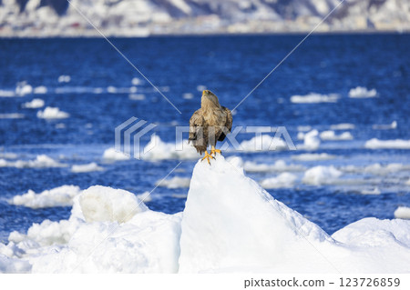The drift ice messenger, the white-tailed eagle, photographed in Rausu Town, Menashi District, Hokkaido The drift ice messenger, the white-tailed eagle, photographed in Rausu Town, Menashi District, Hokkaido 123726859