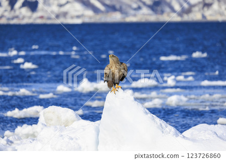 The drift ice messenger, the white-tailed eagle, photographed in Rausu Town, Menashi District, Hokkaido The drift ice messenger, the white-tailed eagle, photographed in Rausu Town, Menashi District, Hokkaido 123726860