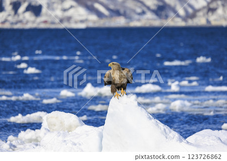 The drift ice messenger, the white-tailed eagle, photographed in Rausu Town, Menashi District, Hokkaido 123726862