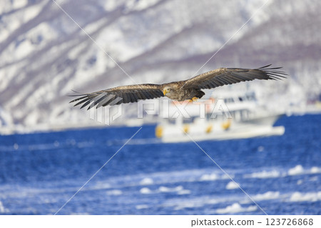 流冰使者白尾海雕，攝於北海道目梨郡羅臼町 123726868