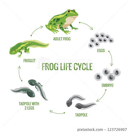 Frog life cycle stages. Wild water animal, development toads. Amphibian evolution or metamorphosis scheme. Hand drawn colorful diagram on white background 123726907