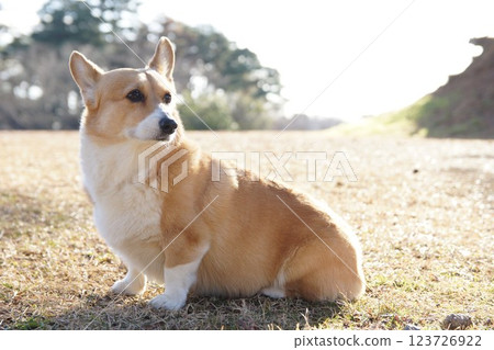 Corgi Corgi 123726922