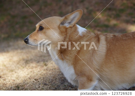 柯基犬檔案 柯基犬檔案 123726928