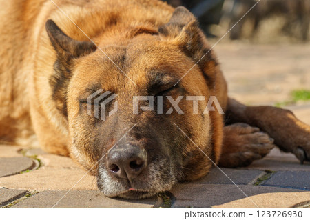 A Relaxed Dog Willing to Enjoy the Beautiful Sunny Day Outside in the Warm Sunshine A Relaxed Dog Willing to Enjoy the Beautiful Sunny Day Outside in the Warm Sunshine 123726930