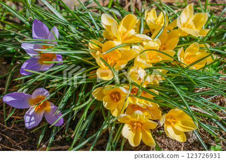 Vibrant and Colorful Crocuses in Bloom A Delightful Springtime Experience Awaits You 123726931
