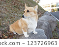 Corgi 123726963
