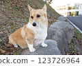 Corgi 123726964