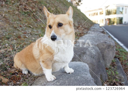 Corgi 123726964
