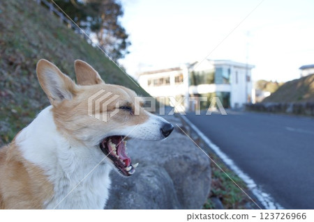 A dog to take advantage of 123726966