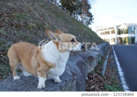 柯基犬 柯基犬 123726968