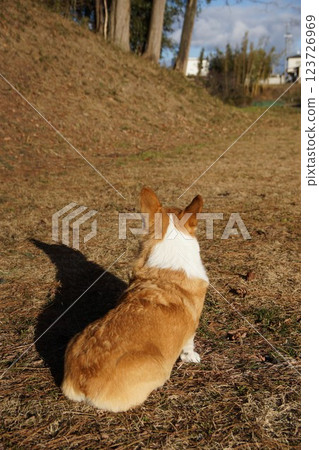 The back of a dog The back of a dog 123726969