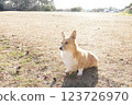 Corgi 123726970