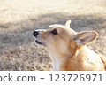 Corgi 123726971