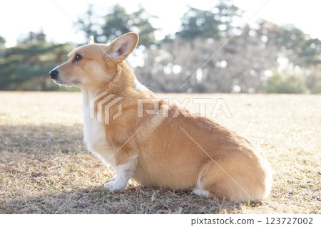 柯基犬 柯基犬 123727002