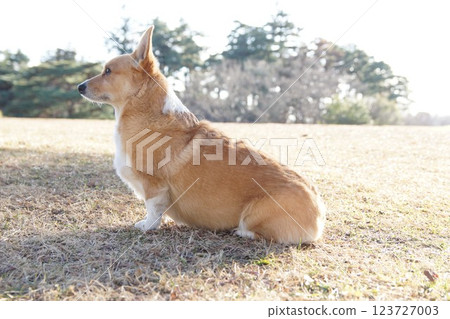 柯基犬 柯基犬 123727003