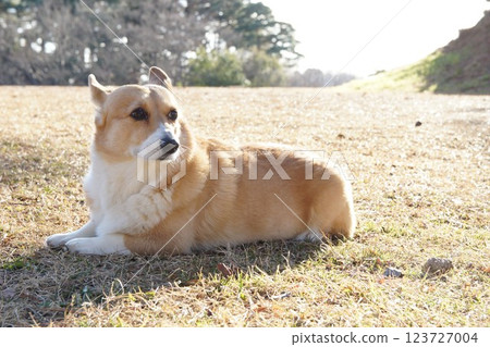 柯基犬 柯基犬 123727004