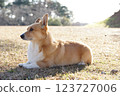 Corgi 123727006
