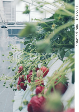 Strawberries growing in a home garden in a greenhouse 123727110