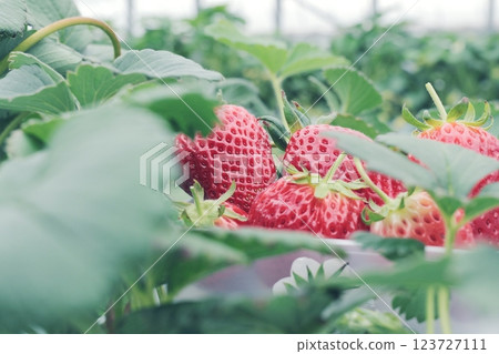 Red ripe strawberries Red ripe strawberries 123727111