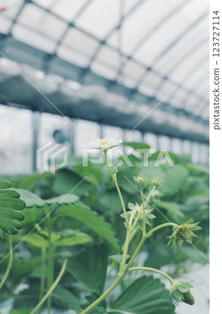 Strawberries grown at a strawberry farm Strawberries grown at a strawberry farm 123727114