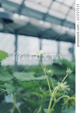 Strawberries grown at a strawberry farm 123727115