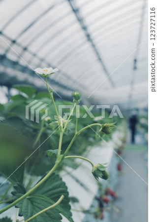 溫室種植的草莓 123727116