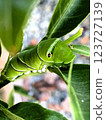 The larva of the clover 123727139
