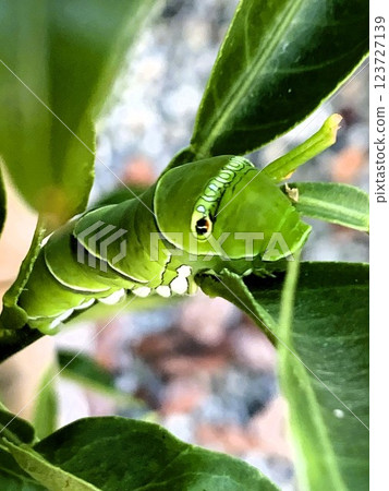 The larva of the clover The larva of the clover 123727139