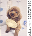 Straw Toy Poodle 123727140