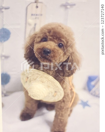 Straw Toy Poodle Straw Toy Poodle 123727140