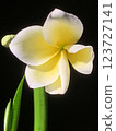 Plumeria flowers 123727141