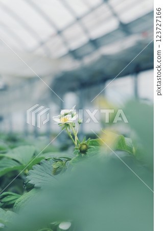 Strawberry seedlings being grown in a greenhouse 123727166