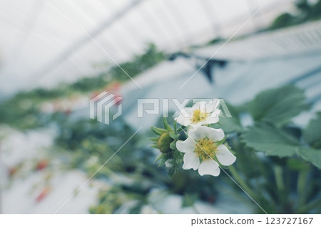 Strawberries grown in a greenhouse 123727167