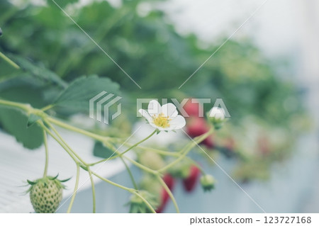 草莓採摘農場的草莓園裡盛開的草莓 草莓採摘農場的草莓園裡盛開的草莓 123727168