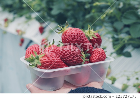 草莓採摘 123727173