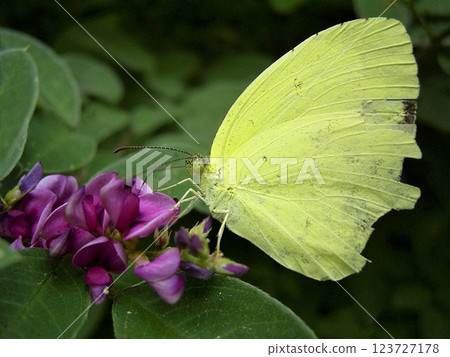 An endangered adult Eurema butterfly sucking nectar An endangered adult Eurema butterfly sucking nectar 123727178