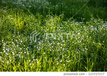 A lush green meadow filled with small white wildflowers under soft sunlight, creating a serene and natural atmosphere. Perfect representation of spring or summer scenery. A lush green meadow filled with small white wildflowers under soft sunlight, creating a serene and natural atmosphere. Perfect representation of spring or summer scenery. 123727217