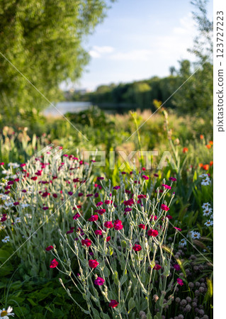 A vibrant garden scene with bright red flowers, white daisies, and lush green foliage basking in sunlight, showcasing a mix of textures and colors in a natural setting. 123727223