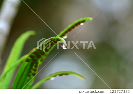 Drops of water that are about to fall 123727323