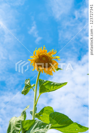 向日葵在夏日蔚藍的天空中閃耀 向日葵在夏日蔚藍的天空中閃耀 123727341
